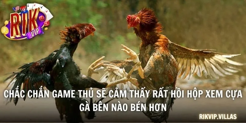 Chắc chắn game thủ sẽ cảm thấy rất hồi hộp xem cựa gà bên nào bén hơn