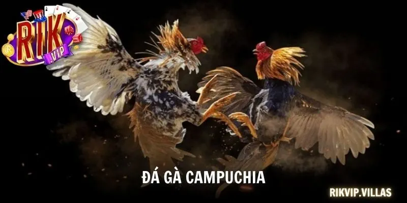 đá gà Campuchia