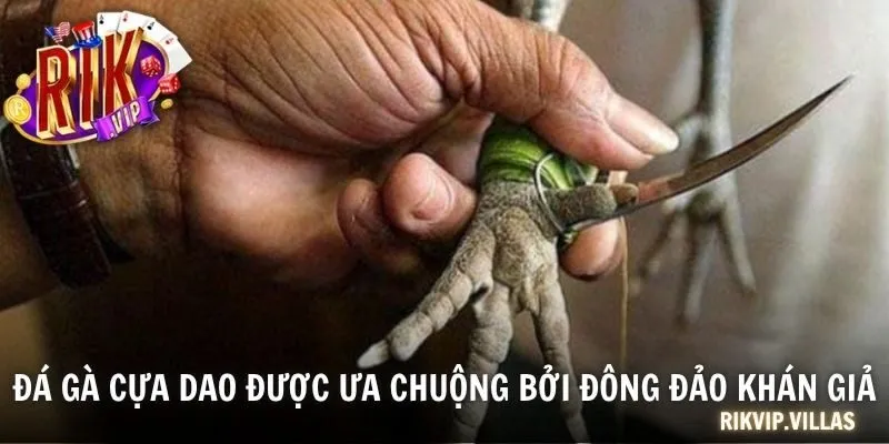 Đá gà cựa dao được ưa chuộng bởi đông đảo khán giả