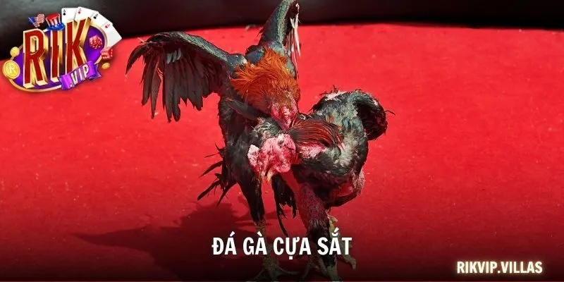 Đá Gà Cựa Sắt