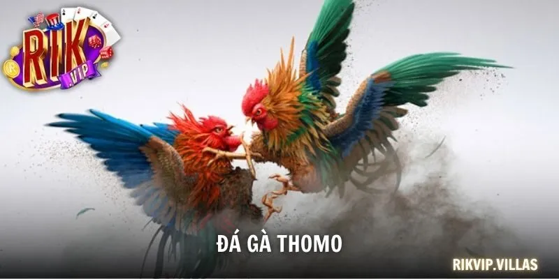 Đá gà Thomo