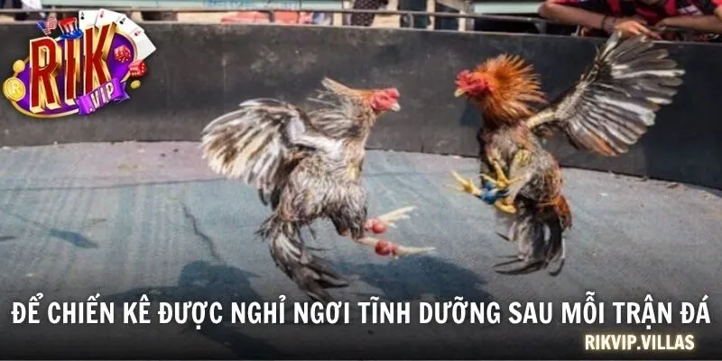 Để chiến kê được nghỉ ngơi tĩnh dưỡng sau mỗi trận đá