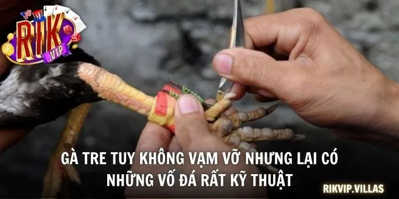Gà tre tuy không vạm vỡ nhưng lại có những vố đá rất kỹ thuật