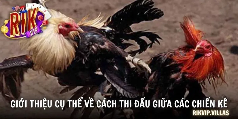 Giới thiệu cụ thể về cách thi đấu giữa các chiến kê