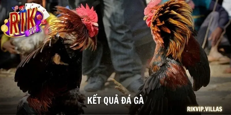 Kết quả đá gà