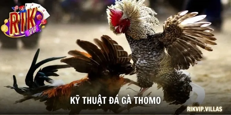 Kỹ thuật đá gà Thomo
