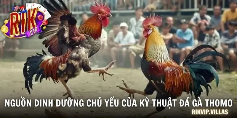 Nguồn dinh dưỡng chủ yếu của kỹ thuật đá gà Thomo