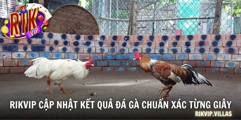 RIKVIP cập nhật kết quả đá gà chuẩn xác từng giây