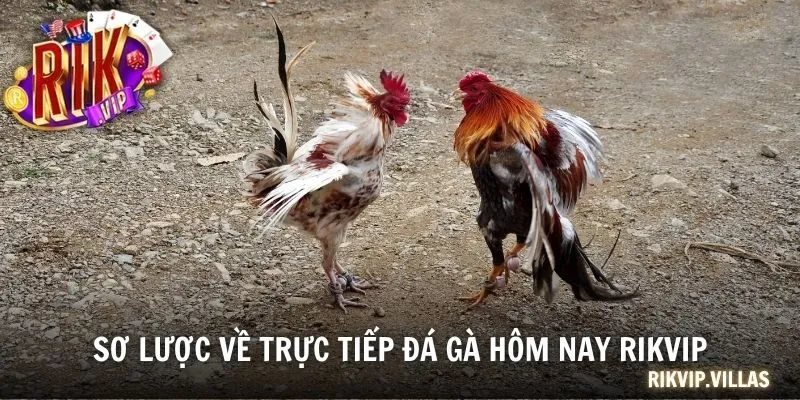Sơ lược về trực tiếp đá gà hôm nay RIKVIP