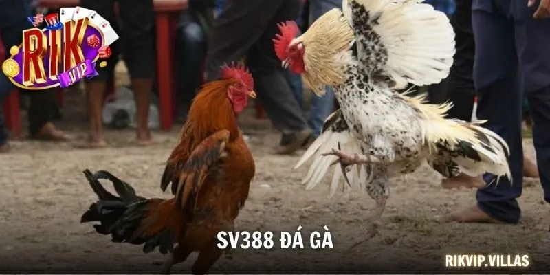 SV388 đá gà