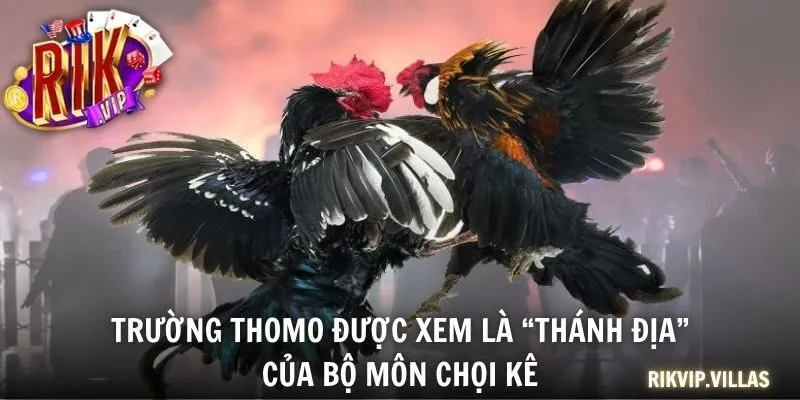 Trường Thomo được xem là “thánh địa” của bộ môn chọi kê