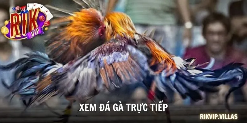 Xem đá gà trực tiếp